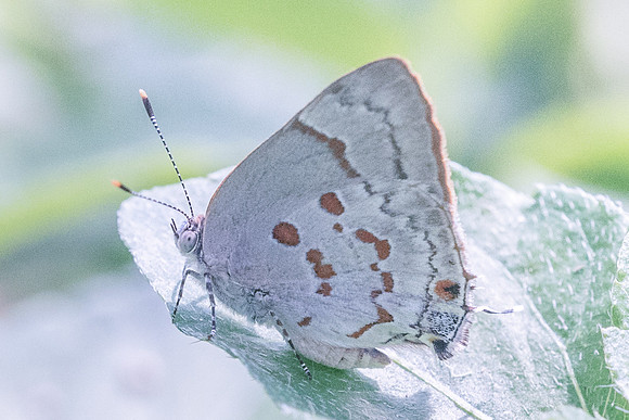Tmolus echion-5160