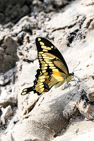 20072012-Heraclides cresphontes-3838