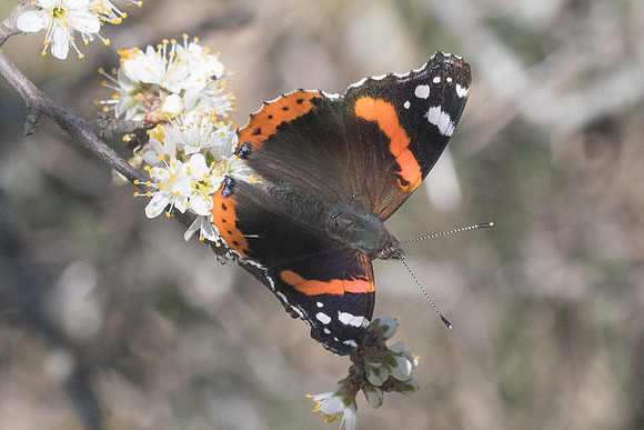 Vanessa atalanta-7448