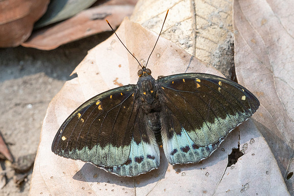 Lexias pardalis-6923