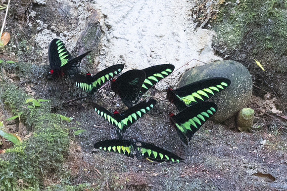 Trogonoptera brookiana-0003