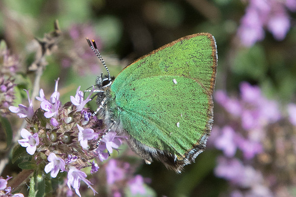 Callophrys rubi-8358