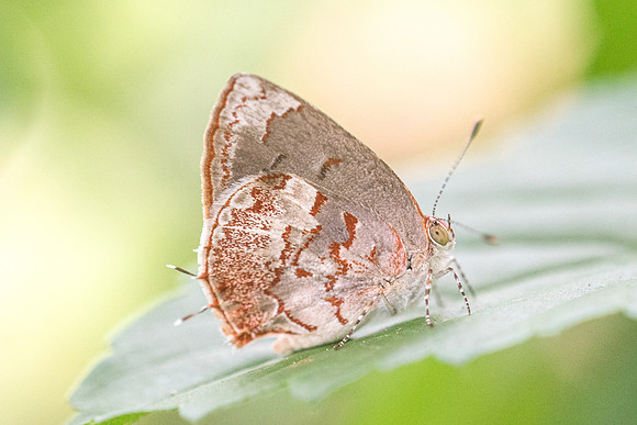 Ministrymon phrutus-4998