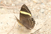 Abisara fylla-2905