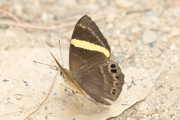 Abisara fylla-2905