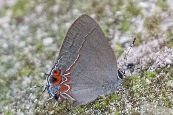 Calycopis quintana o isobeon-1-4