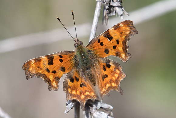 Polygonia c-album-3480