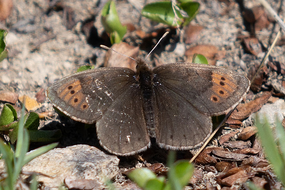 Erebia pandrose-2783 - Galibier - 28/06/25