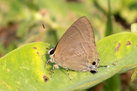 Rapala scintilla-0984 - Chiang Dao - 17/03/25