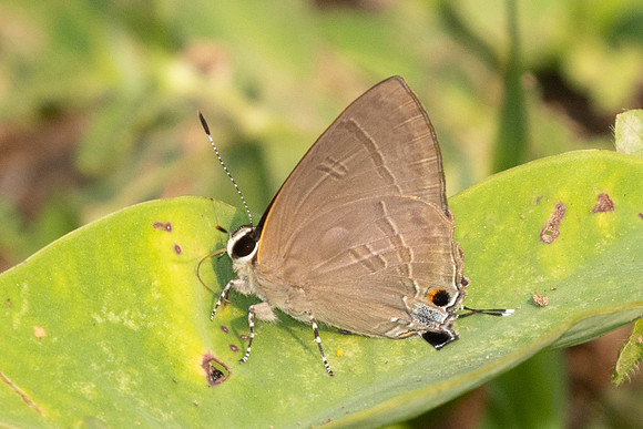 Rapala scintilla-0984 - Chiang Dao - 17/03/25