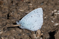 Celastrina argiolus-0869