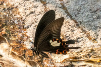 Papilio helenus-6588