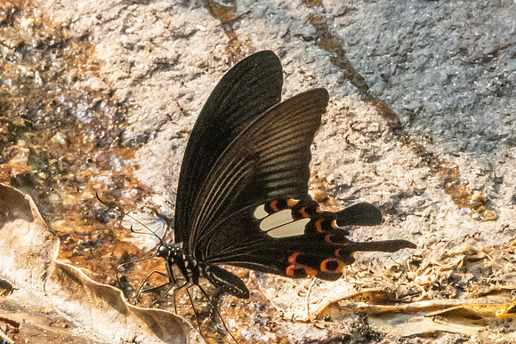 Papilio helenus-6588