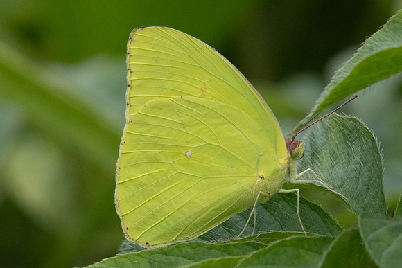 Phoebis sennae marcellina-9362