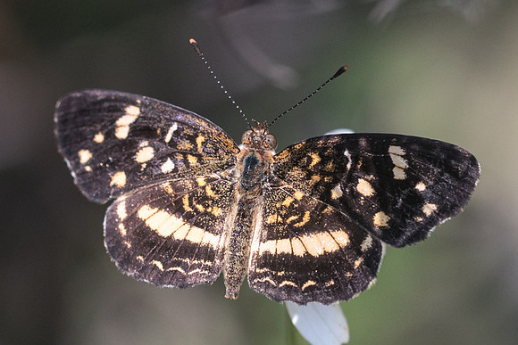 Phyciodes tulcis-3580
