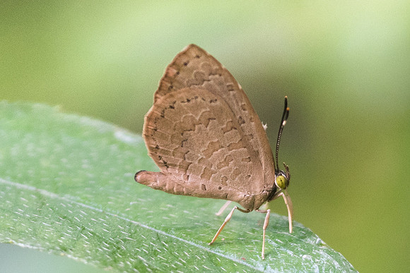 Miletus chinensis learchus-8909 Koh Samui 16/03/23