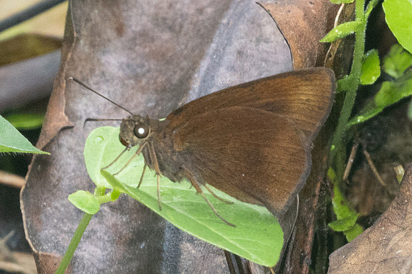 Ancistroides nigrita-8642
