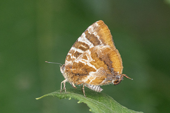 Arawacus ellida --2019 - Barichara - 8/06/24
