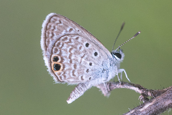 Hemiargus ceraunus --2676