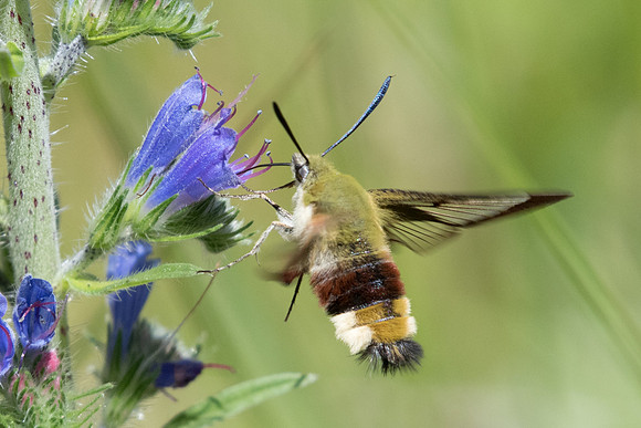Hemaris fuciformis - Fontainebleau - 30/05/20