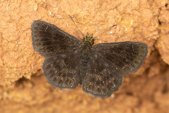 Staphylus lizeri -3132 - Barichara - 9/06/24