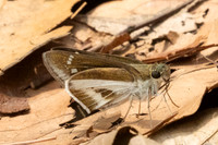 Iton watsonii-2873- Doi Suthep - 21/03/25