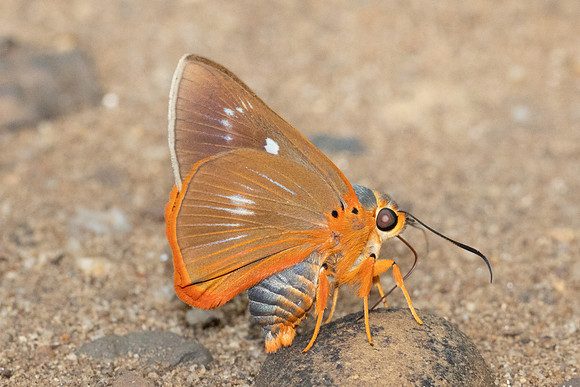 Burara jaina-2807 - Chiang Dao - 19/03/24