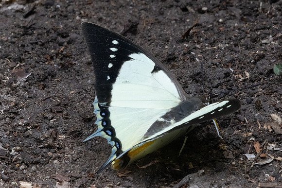 Polyura dolon-3427