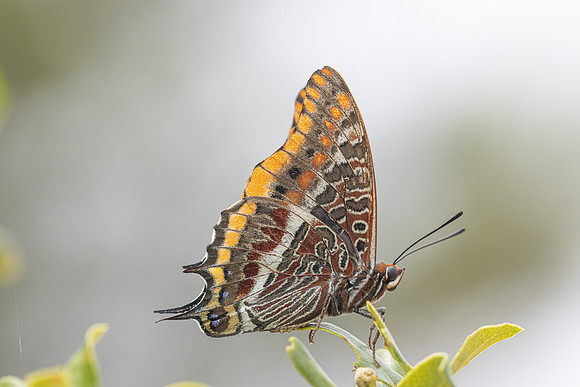 Charaxes jasius-7937- Castellet - 2/06/25