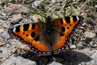 Aglais urticae-9611 - Route Isola 2000 - 21/06/25