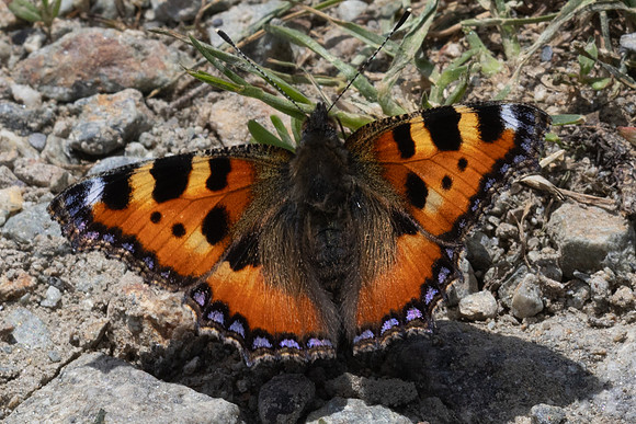 Aglais urticae-9611 - Route Isola 2000 - 21/06/25
