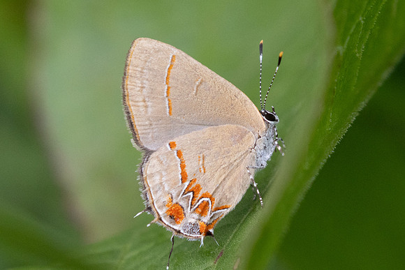 Calycopis origo-5403 - Jardin - 14/06/24
