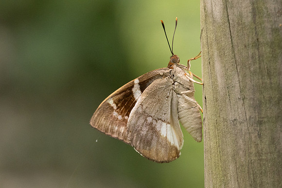 castniomera atymnius nuit-8335