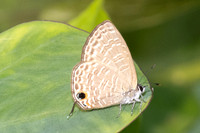 Nacaduba berenice-5362