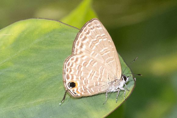 Nacaduba berenice-5362