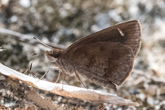 Astictopterus jama 4598 Doi-Suthep - 9/03/23