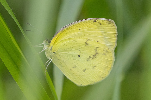Eurema nise -5259 - Jardin - 14/06/24
