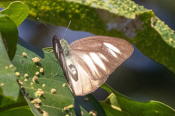 Appias lyncida ssp. vasava-0635