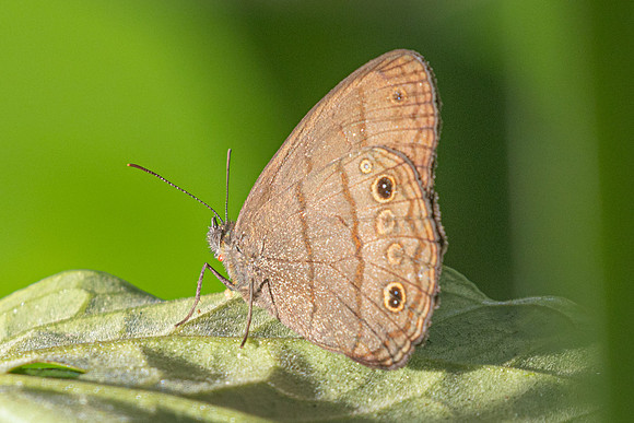 Malaveria alcinoe-5004 - Jardin - 14/06/24