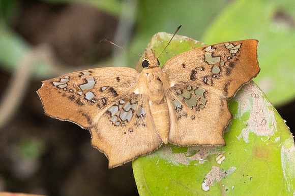 Ctenoptilum vasava vasava-1363- Chiang Dao - 17/03/25
