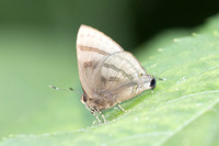 Rapala rhoecus-2788- Chiang Dao - 20/03/25