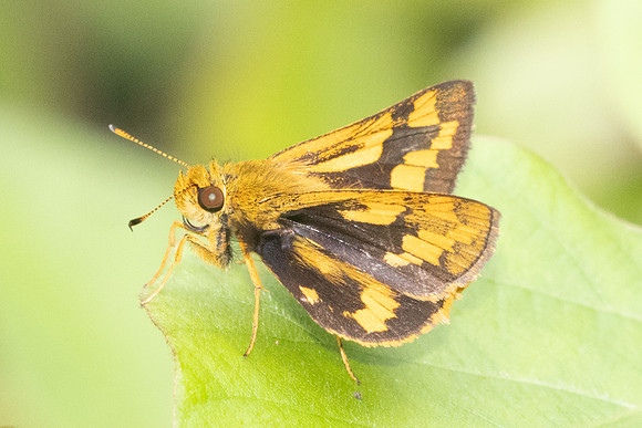 Potanthus omaha-8652