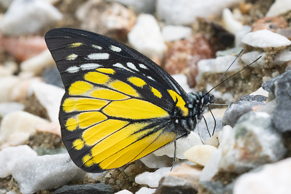 Prioneris thestylis-9003