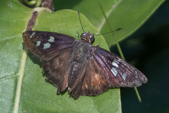 Polygonus leo-5355
