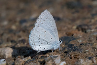 Celastrina argiolus iynteana-0295 - Chiang Dao - 16/11/23