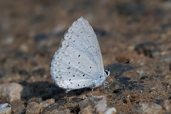 Celastrina argiolus iynteana-0295 - Chiang Dao - 16/11/23
