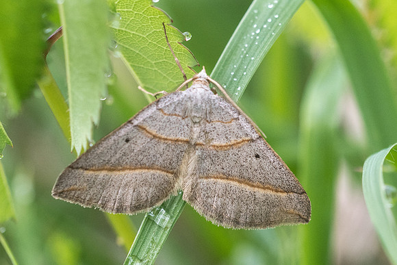 Scotopteryx luridata -  6222 - 27/05/22