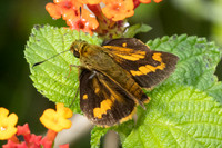 Potanthus confucius id--8597