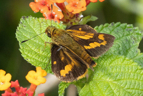 Potanthus confucius id--8597