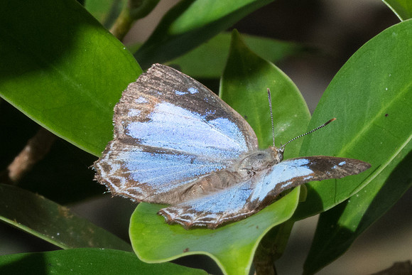 Poritia hewitsoni regia-7239 - Khao Phanom Bencha National Park - 28/11/23